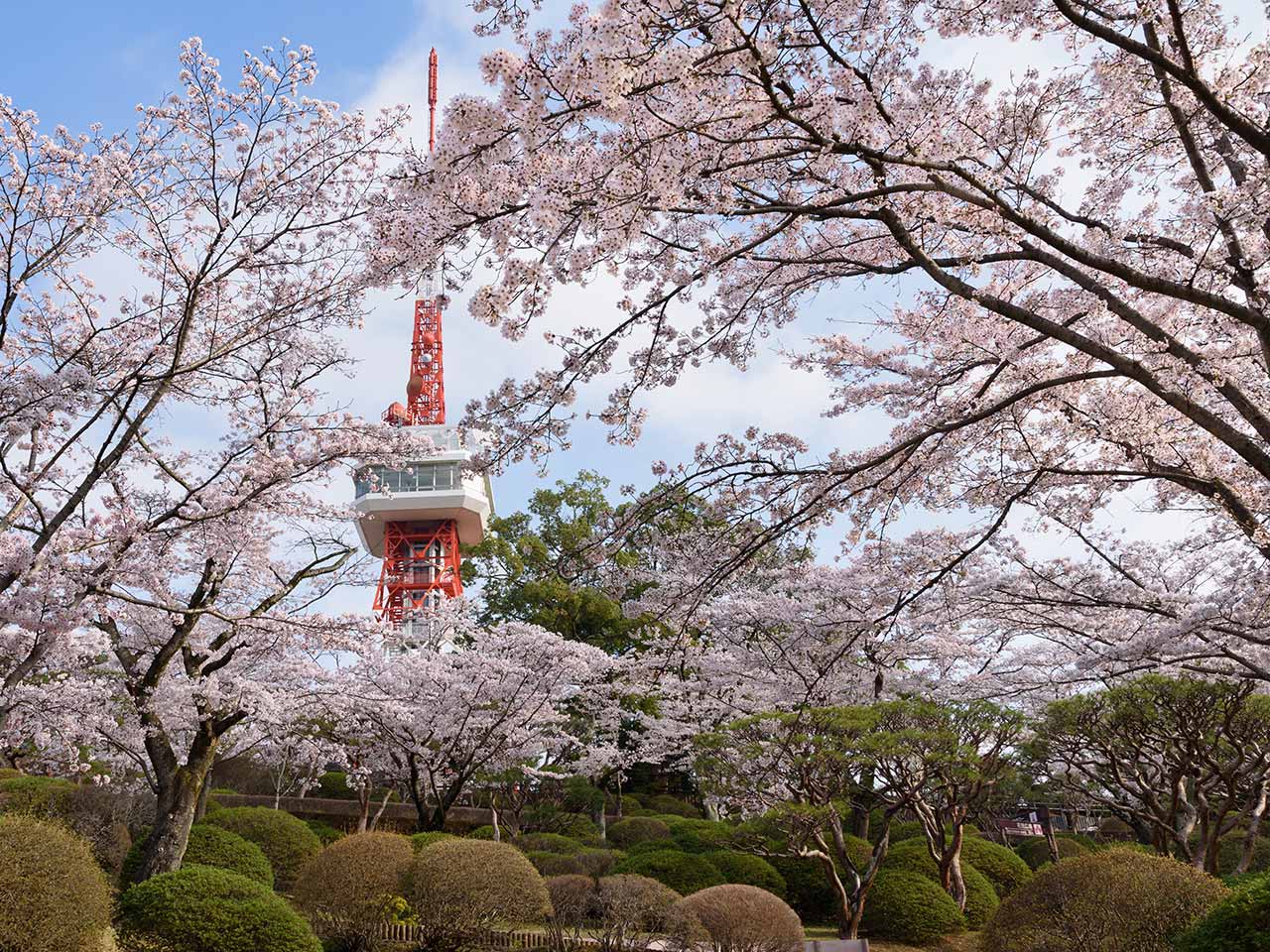 八幡山公園：街を見渡す丘の散歩道